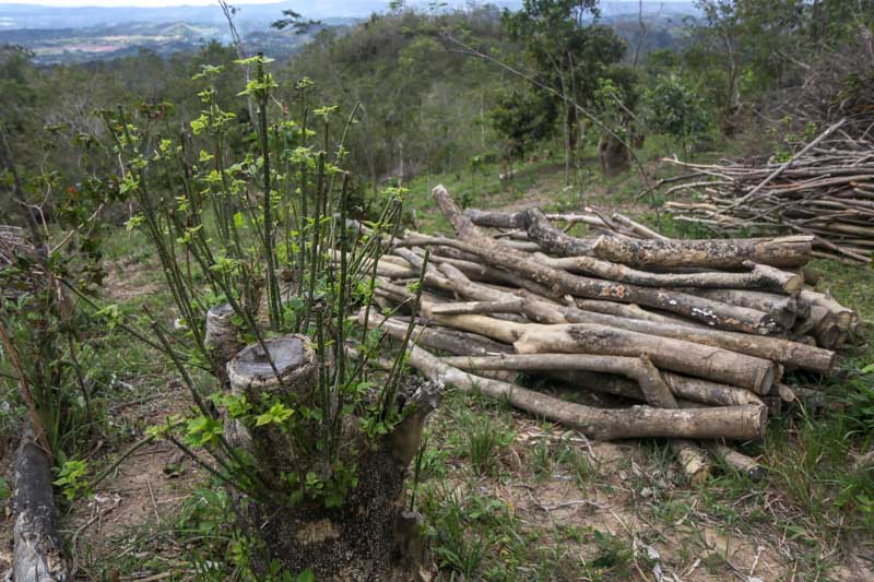 Conservation Initiative Helps Nature Heal Itself For Sierra Madre